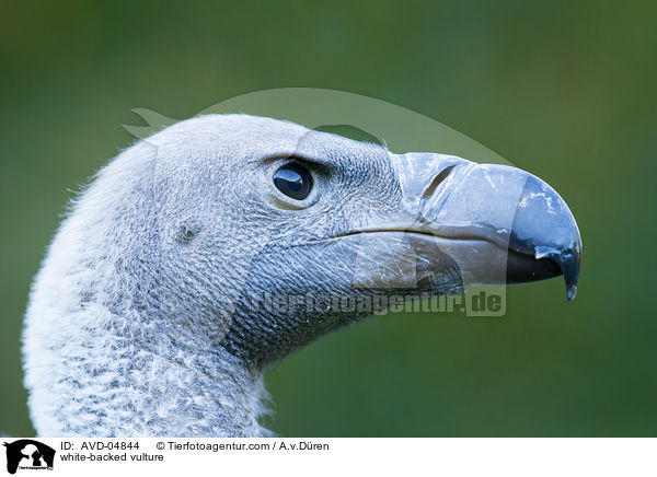 white-backed vulture / AVD-04844
