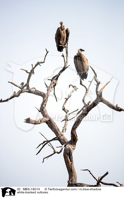 white-backed vultures / MBS-19014
