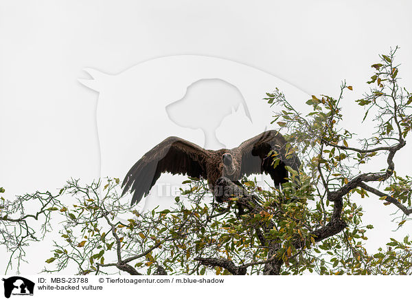 white-backed vulture / MBS-23788