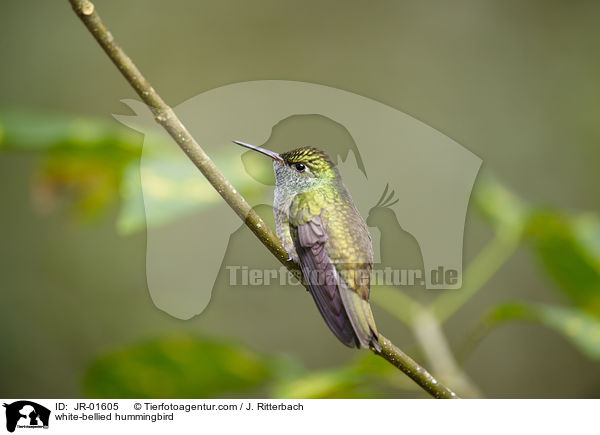 white-bellied hummingbird / JR-01605