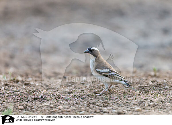 white-browed sparrow-weaver / MBS-24764