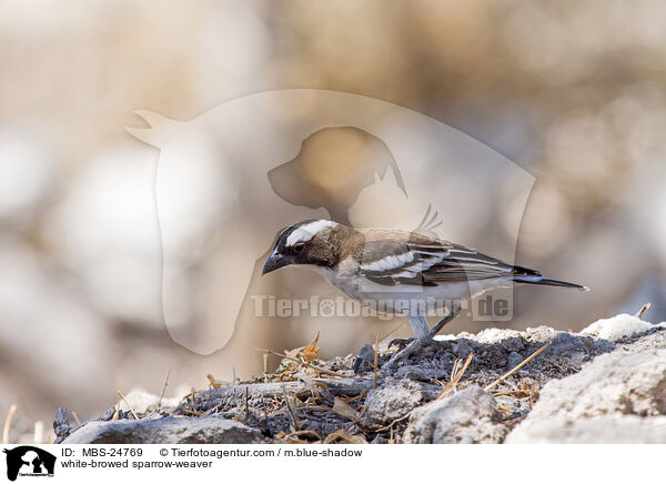 white-browed sparrow-weaver / MBS-24769