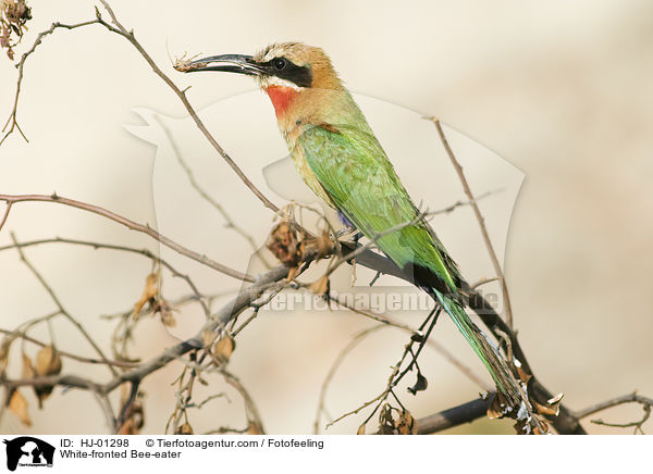 White-fronted Bee-eater / HJ-01298