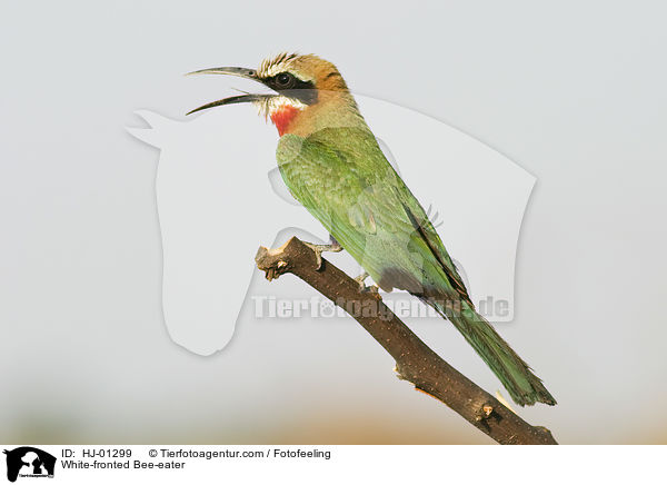 White-fronted Bee-eater / HJ-01299