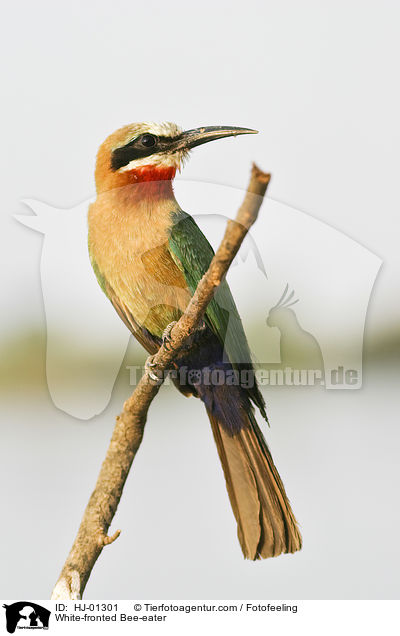 White-fronted Bee-eater / HJ-01301