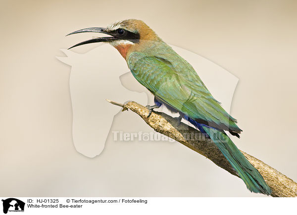 White-fronted Bee-eater / HJ-01325