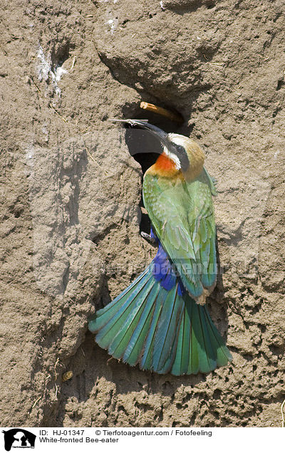 White-fronted Bee-eater / HJ-01347