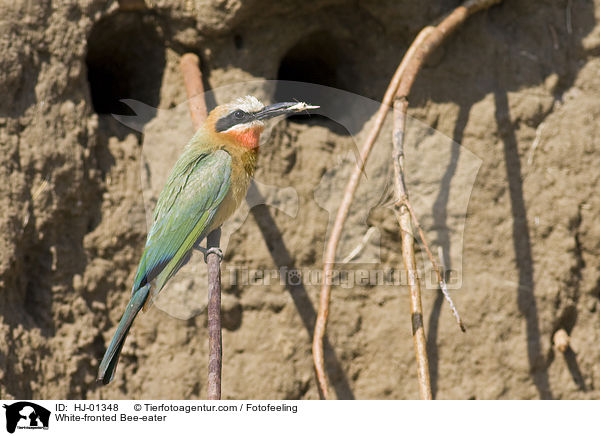 White-fronted Bee-eater / HJ-01348