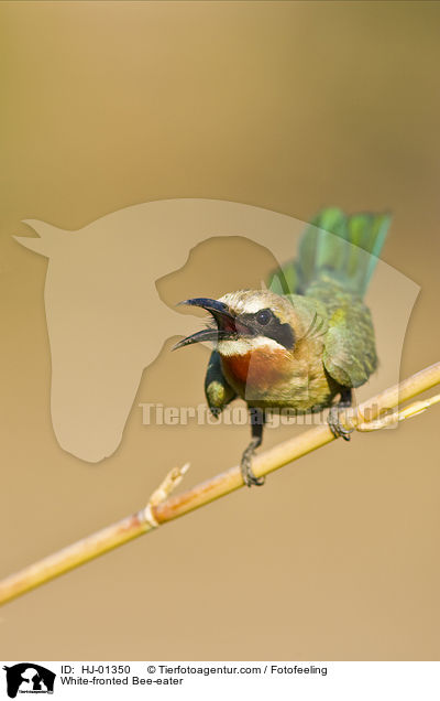 White-fronted Bee-eater / HJ-01350