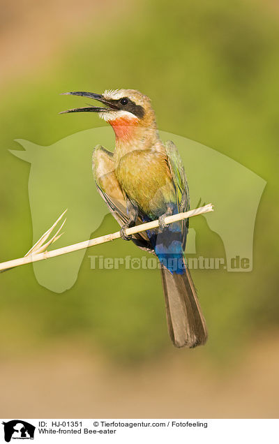 White-fronted Bee-eater / HJ-01351