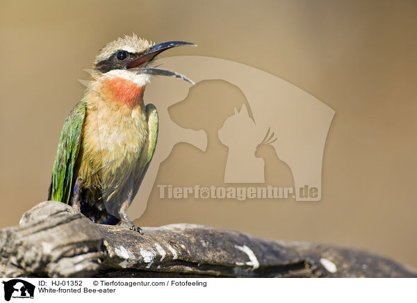 White-fronted Bee-eater / HJ-01352