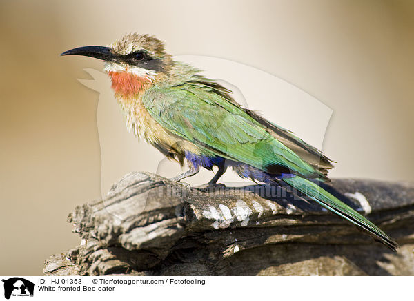 White-fronted Bee-eater / HJ-01353