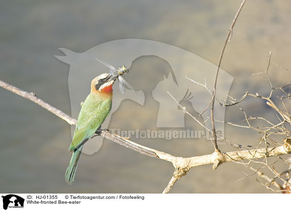 White-fronted Bee-eater / HJ-01355