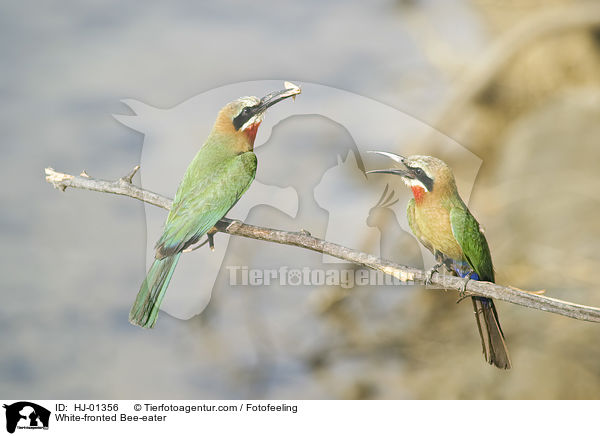 White-fronted Bee-eater / HJ-01356