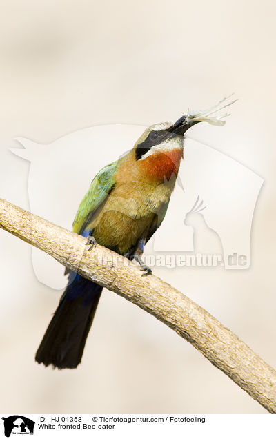 White-fronted Bee-eater / HJ-01358