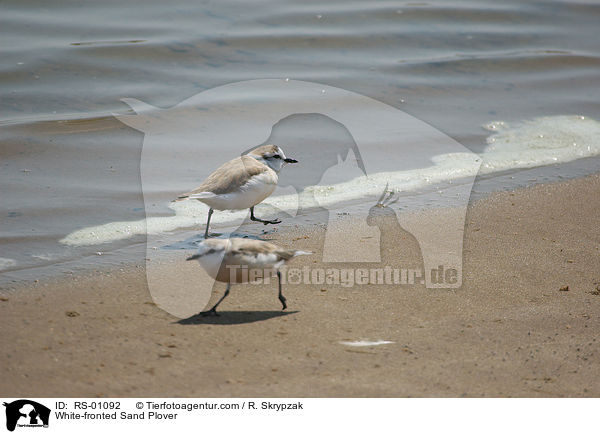White-fronted Sand Plover / RS-01092