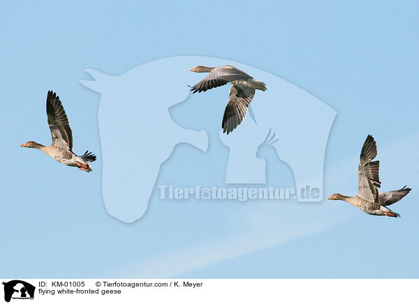 flying white-fronted geese / KM-01005
