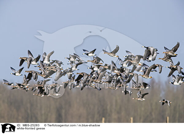 white-fronted geese / MBS-25283