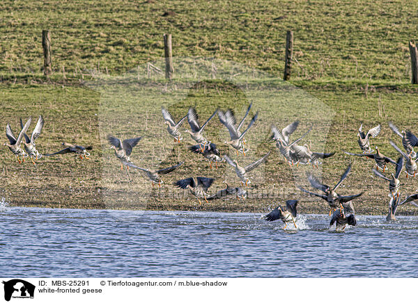 white-fronted geese / MBS-25291