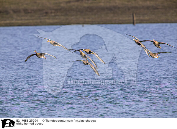 white-fronted geese / MBS-25294