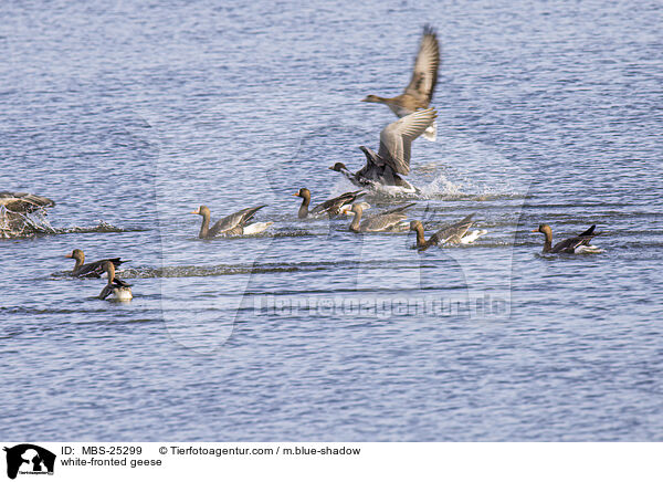 white-fronted geese / MBS-25299