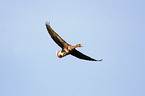 flying white-fronted goose