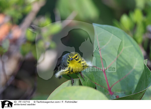 white-lored warbler / FF-13710