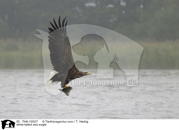white-tailed sea eagle / THA-10027