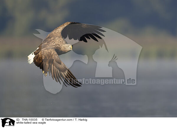 white-tailed sea eagle / THA-10035
