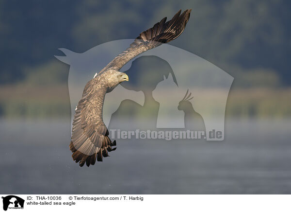 white-tailed sea eagle / THA-10036