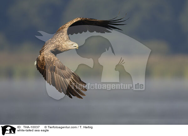 white-tailed sea eagle / THA-10037