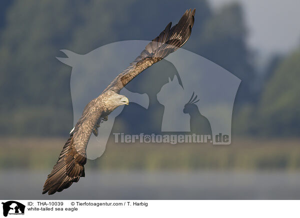 white-tailed sea eagle / THA-10039