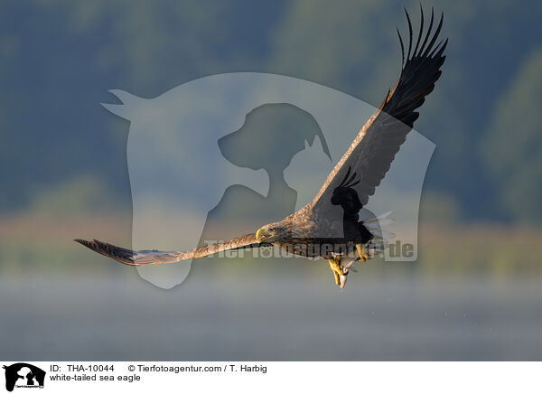 white-tailed sea eagle / THA-10044