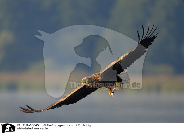 white-tailed sea eagle / THA-10045