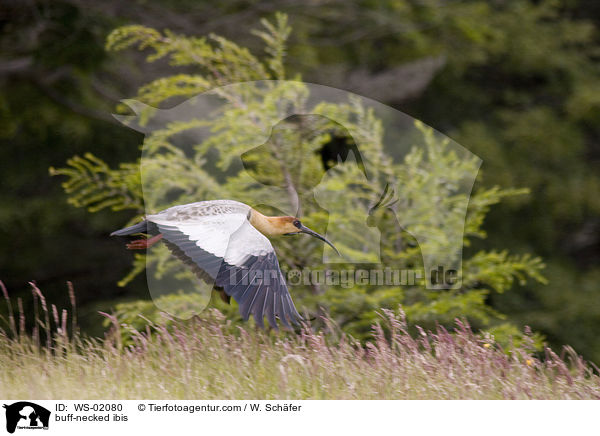 buff-necked ibis / WS-02080