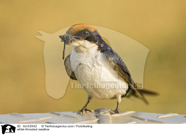 white-throated swallow / HJ-03542