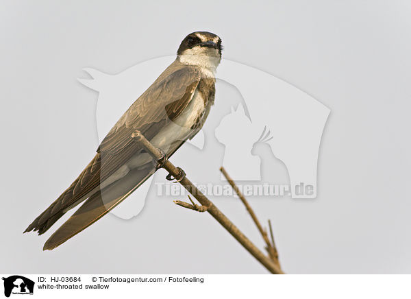 white-throated swallow / HJ-03684