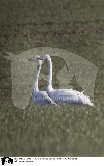 whooper swans / PK-01603