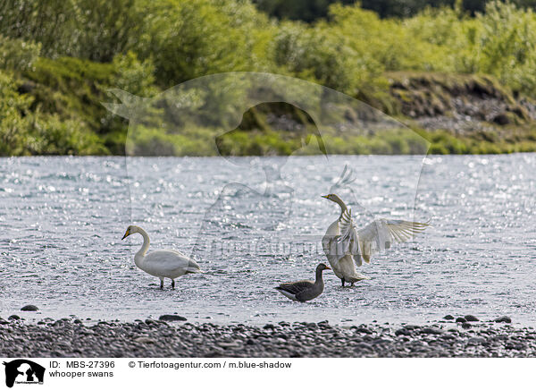 whooper swans / MBS-27396