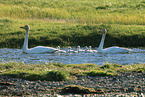 whooper swans