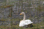 whooper swan