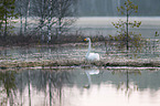 Whooper Swan