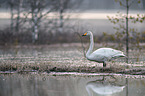 standing Whooper Swan