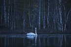swimming Whooper Swan