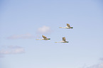flying Whooper Swans