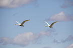 flying Whooper Swans