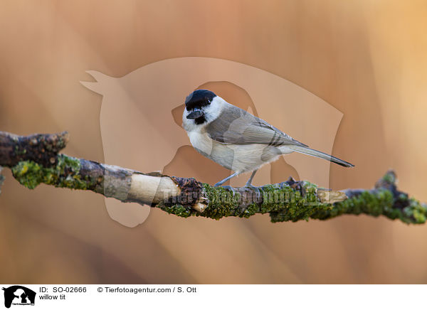 willow tit / SO-02666