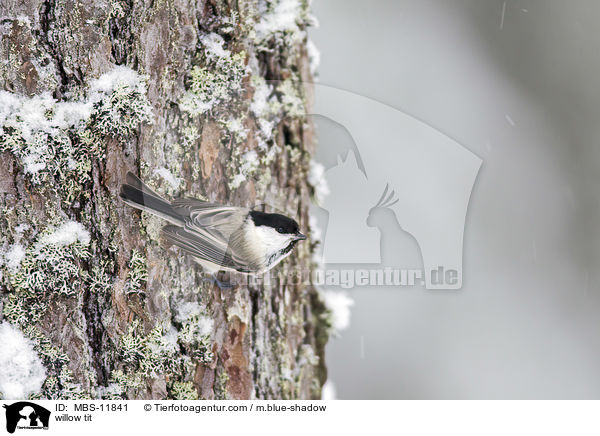 willow tit / MBS-11841