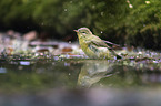 Willow Warbler in the water
