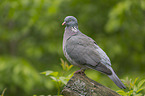standing Wood Pigeon